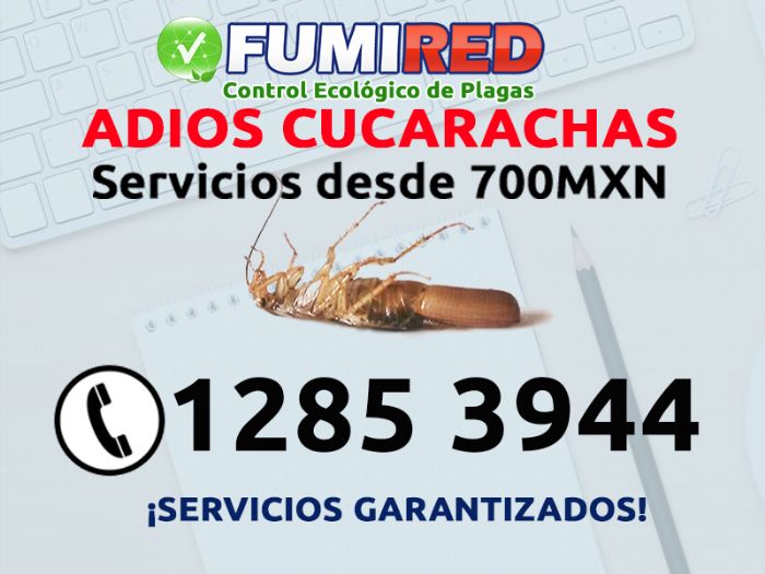 FUMIGACION DE CUCARACHAS